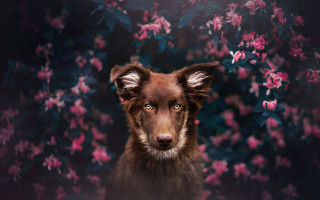 Dog flower background closeup bokeh - flowery free wallpaper for desktop