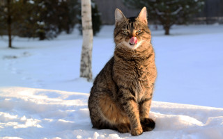 Cat snow tongue out winter - its tongue free wallpaper