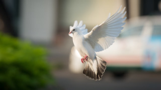 White bird flying street car - a red stripe free wallpaper