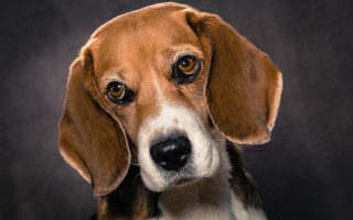 Sad shiba inu black background - a sad look free wallpaper