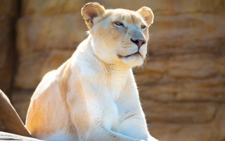 White tiger rock wall animal - a white tiger free wallpaper