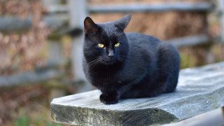 Black cat wooden bench sun - a blurry background of grass and bushes free wallpaper
