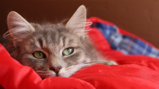 White cat blurry blue eyes - a red blanket free wallpaper