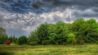 Field trees grass cloudy sky 2 - a horse free wallpaper
