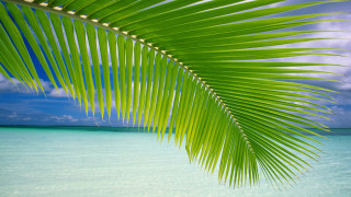 Palm leaf beach clear water - clear water free wallpaper for desktop