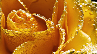 Yellow rose water droplets closeup - a yellow rose free wallpaper