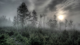 Gothic forest moonlight fog lake - a sun in the distance free wallpaper