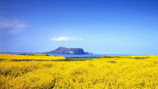 Yellow flower field mountain sky - yellow flower free wallpaper