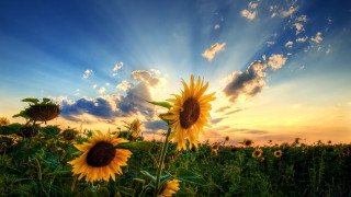 Sunflower field sunset clouds sky 4 - the sky above them free wallpaper