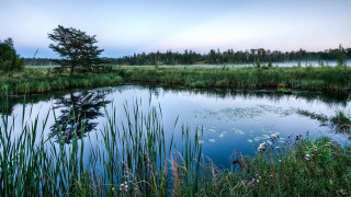 Pond trees foggy sky nature - tall grass and trees free wallpaper