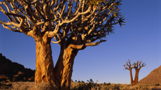 Desert trees bushes blue sky - a few bush free wallpaper