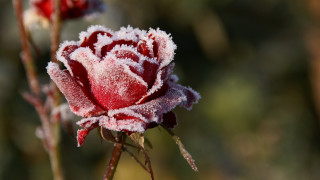 Frosted red white flower macro - frost free wallpaper for desktop