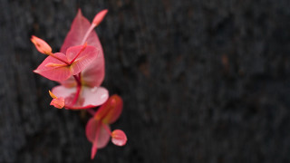 Pink flower yellow tips water - yellow tip free wallpaper