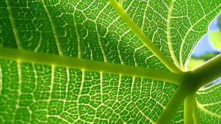 Green leaf blue sky macro 5 - a green leaf free wallpaper for desktop