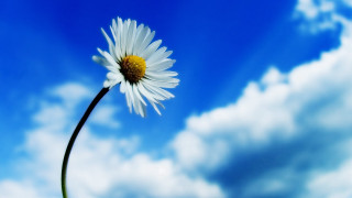 Daisy blue sky clouds macro - simple form free wallpaper