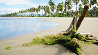 Washed over tree beach palm - palm tree free wallpaper for desktop