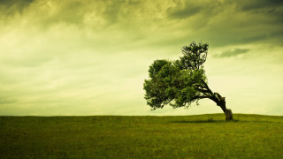 Lone tree grassy field cloudy 15 - a dark cloud free wallpaper