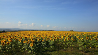 Sunflower field blue sky clouds - the sky free wallpaper