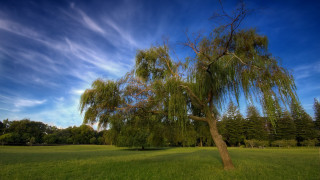 Tree field blue sky clouds 5 - david brewster free wallpaper