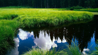 Stream green field forest trees - a small stream free wallpaper