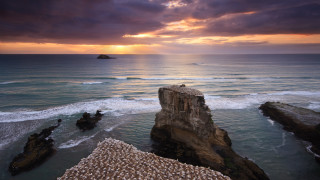 Bird rock ocean sunset landscape - a rock near the ocean free wallpaper