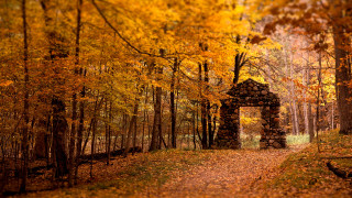 Autumn forest path structure burning - a path free wallpaper