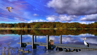 Bird dock lake boat sky - a boat free wallpaper