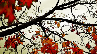 Red leaves tree autumn nature - the sky behind free wallpaper