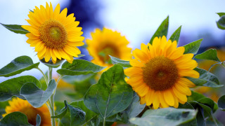 Sunflowers green leaves summer vibrancy - cindy wright free wallpaper for desktop