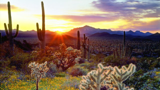 Desert cactus mountains sunset landscape - a desert scene free wallpaper