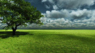 Tree field cloudy sky green 2 - grass and trees free wallpaper