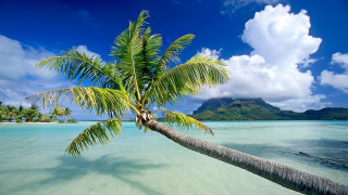 Palm tree water mountain sunny - blue sky and clouds free wallpaper