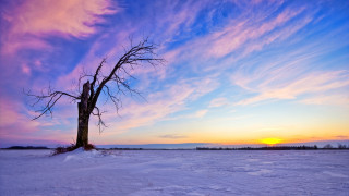Lone tree snowy field sunset 7 - a lone tree in a snowy field free wallpaper