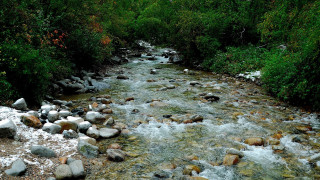 Forest river snow rocks trees - river free wallpaper for desktop