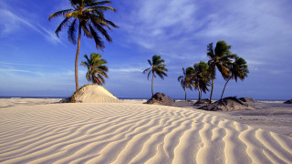 Beach palm trees clouds sky - a sandy beach free wallpaper