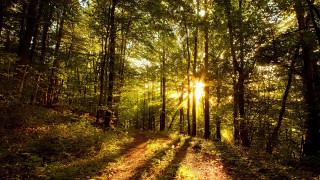 Forest road sunlight trees cityscape - a dirt road in the middle of a forest free wallpaper for desktop