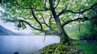 Mossy tree lake mountains nature - andy goldsworthy free wallpaper