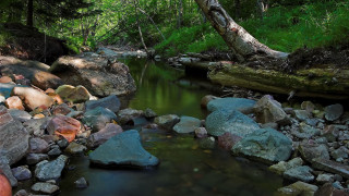 Stream forest rocks fallen tree - tree in the background free wallpaper