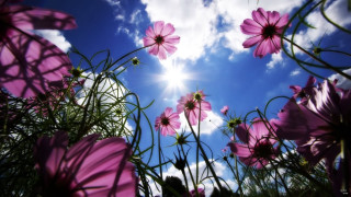 Pink flowers grass sun clouds - the cloud free wallpaper for desktop