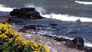Bird rock water waves stormy - land art free wallpaper