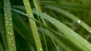 Green plant water droplets macro 25 - leaf and grass free wallpaper
