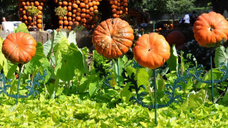 Pumpkin garden fall vibrant vegetables - pumpkin free wallpaper
