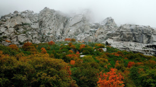 Mountain forest campfire autumn maple - fog in the air free wallpaper