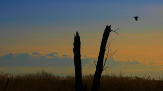 Bird sunset horizon grass mountain - free sunset wallpaper