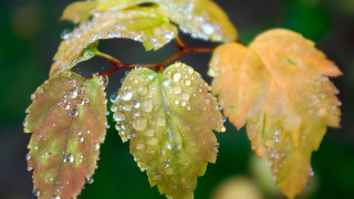 Leaf water droplets autumn macro 4 - a close up of a leaf free wallpaper