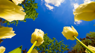 Yellow flowers blue sky clouds 12 - dirck van der lisse free wallpaper