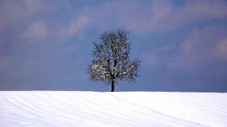 Lone tree snowy field blue 4 - alone free wallpaper
