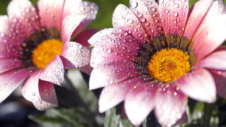 Pink flowers water droplets macro 2 - close free wallpaper