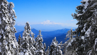 Snowy mountain range winter blue - snow and trees free wallpaper