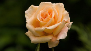 Yellow rose water droplets macro 7 - a green leafy area in the foreground free wallpaper